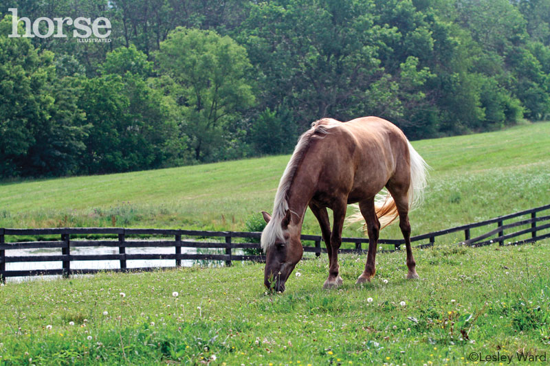 Horse in a pasture