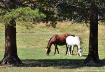 New Study Examines Aloe Vera for Treating Ulcers in Horses horses grazing in a pasture surrounded by pine trees