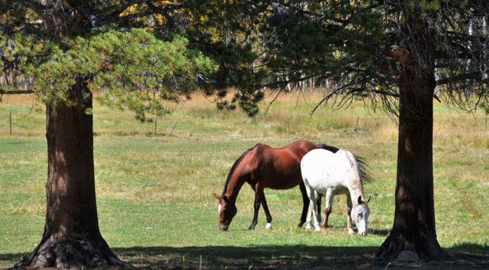 horses grazing in a pasture surrounded by pine trees