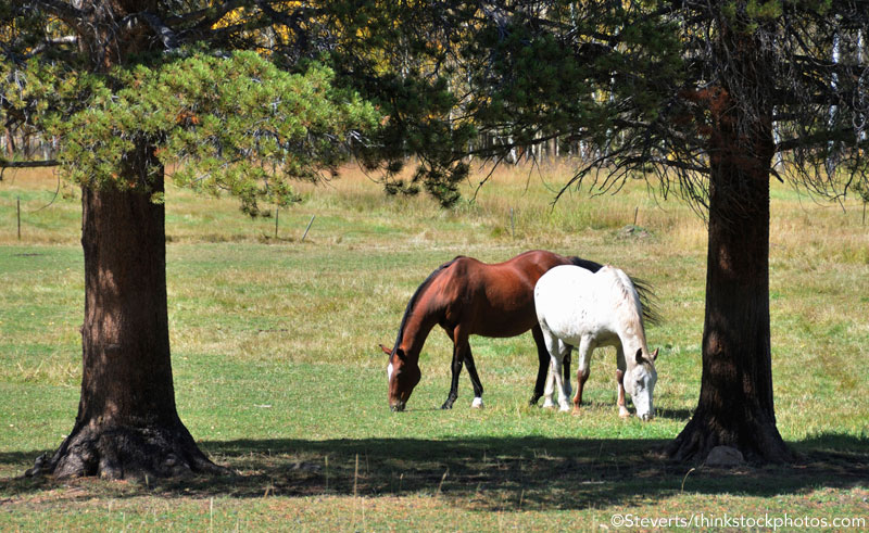 Horses grazing in a pasture surrounded by pine trees