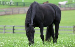Spring Checklist for Horse Owners