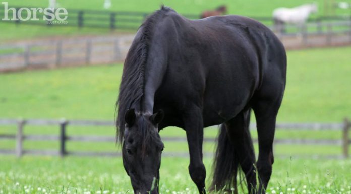 black horse grazing in a grassy field