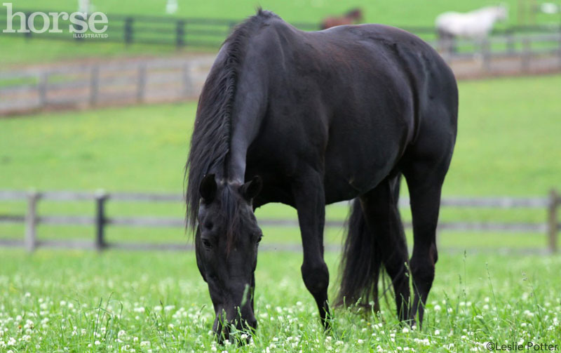 Black horse grazing in a grassy field