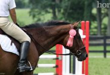pink horse show ribbon