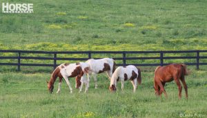 Stable Advice: Bringing Home the Horses
