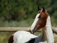 pinto saddlebred