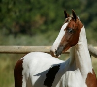 pinto saddlebred