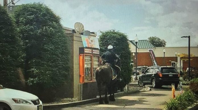 police horse dunkin drive