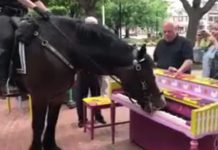 police horse piano