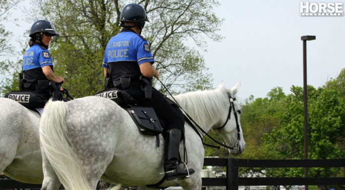 police horses
