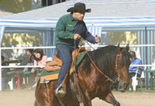 Polish Quarter Horses polish