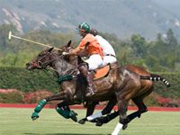 New alliance showcases the American Quarter Horse in the sport of polo polo