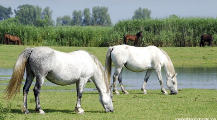 pond horses