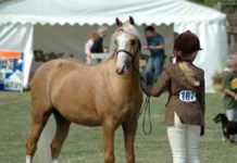 Ponies and Minis hit the small screen pony finals