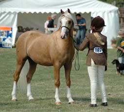 pony finals