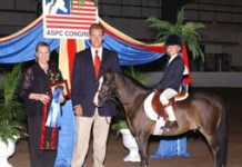 Pretty Ponies Converge at National Show pony show