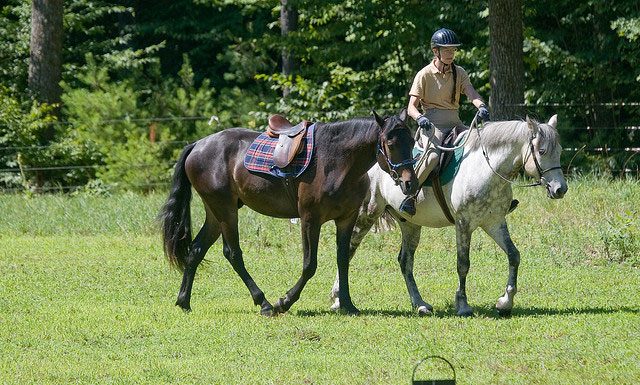 ponying horse