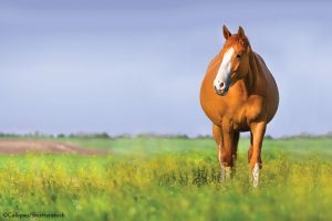 Vet Adventures: Repro Woes