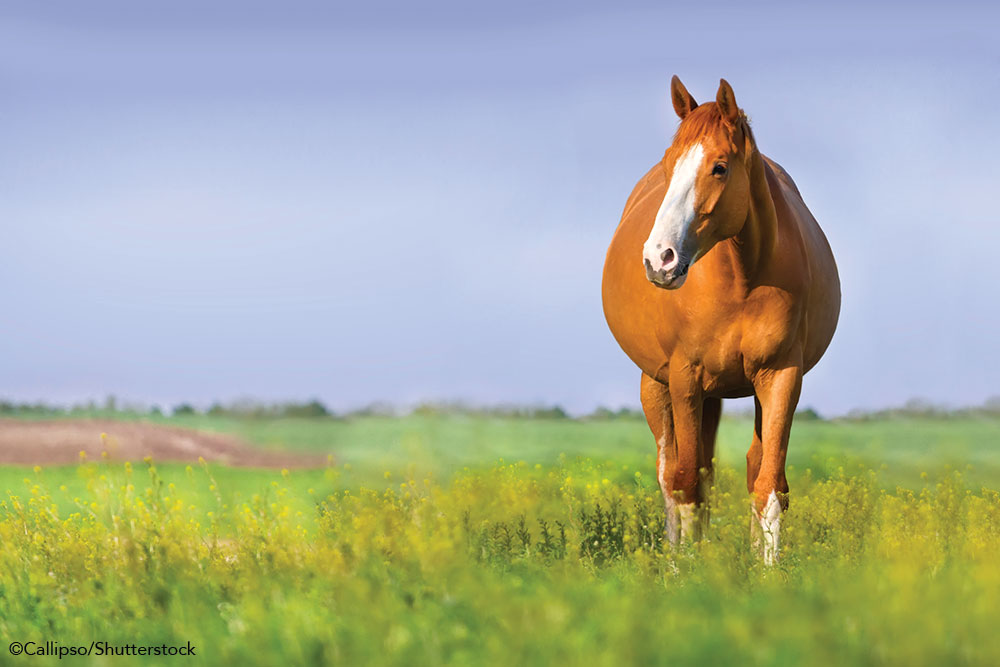 Vet Adventures: Repro Woes