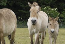 przewalski horse herd
