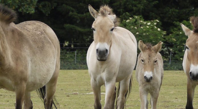 przewalski horse herd