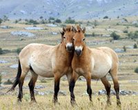 przewalski horses