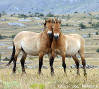 przewalski horses