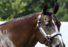 qh showmanship turnout
