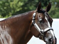 qh showmanship turnout