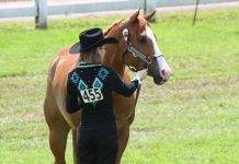 quarter horse halter