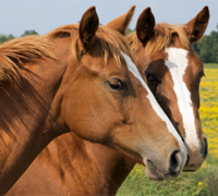 quarter horse pair