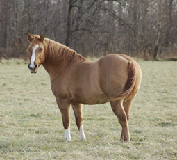 quarter horse