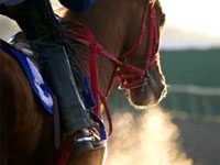 Largest track operator adopts no-slaughter policy race horse