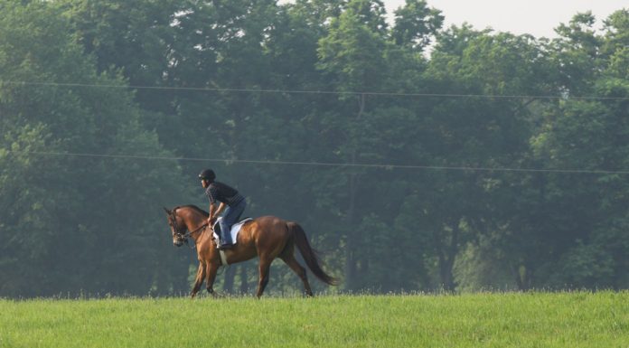conditioning a racehorse