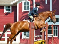 Intercollegiate equestrian awarded prestigious Rhodes Scholarship rachel kolb