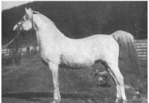 Horses of History: *Raffles raffles