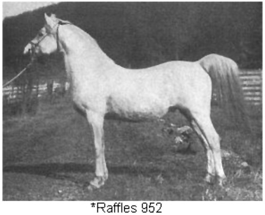 Horses of History: *Raffles