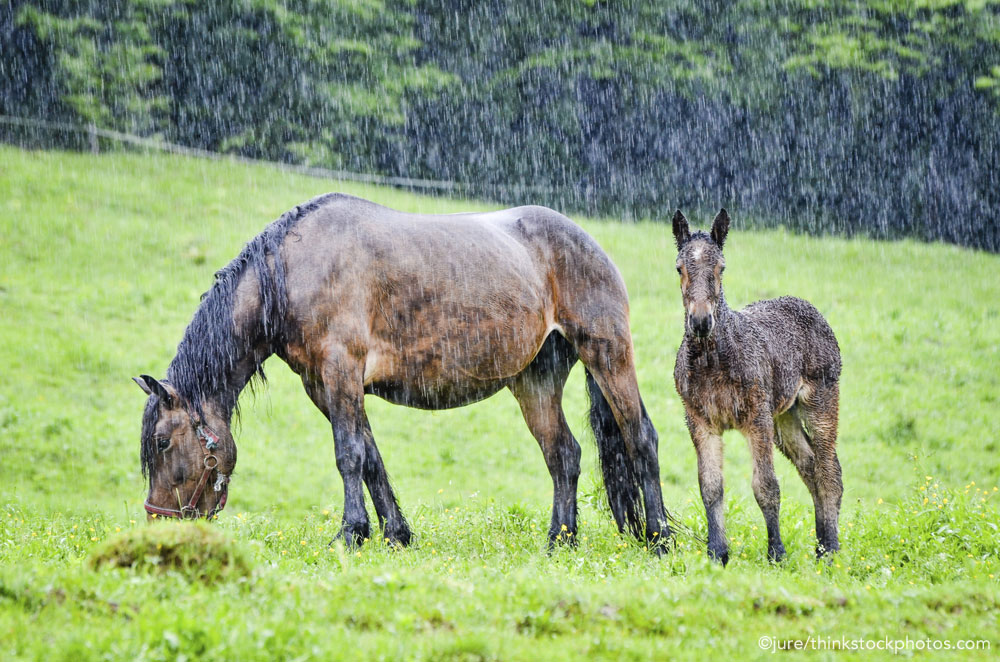 Mare and foal in the rain