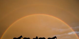 Horse silhouettes under a rainbow
