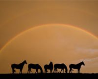 rainbow horses