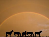 rainbow horses