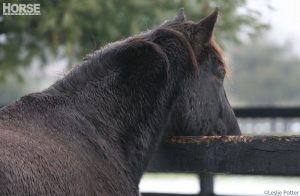 Barn Basics: Five Wet Weather Tips