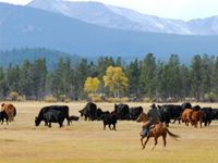 AQHA Best Remudas Become 2009 AQHA Calendar ranch horse
