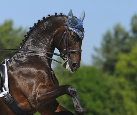 Rearing horse in dressage tack