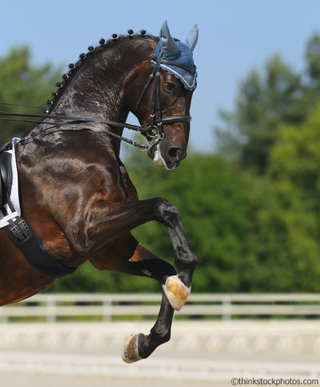 Rearing horse in dressage tack