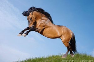 4 Things Horse Movies Always Get Wrong