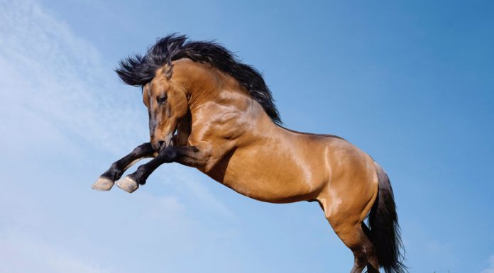 rearing horse dramatic