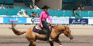 Reining horse performing a spin