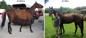 Rescued Horses: The Lucky Ones