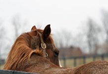 Operation Gelding helps horse health and reduces overbreeding rescue horse